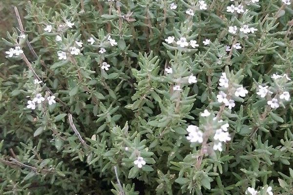 White thyme