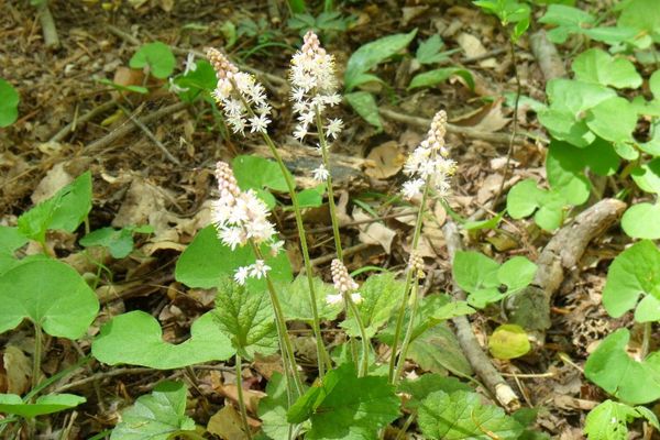 Heart-leaf foamflower