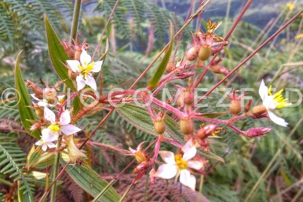 Longleaf glorytree