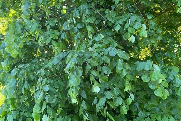 American basswood