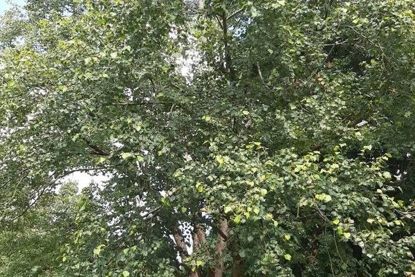 Amur lime