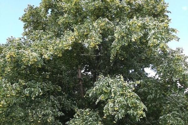 Japanese lime