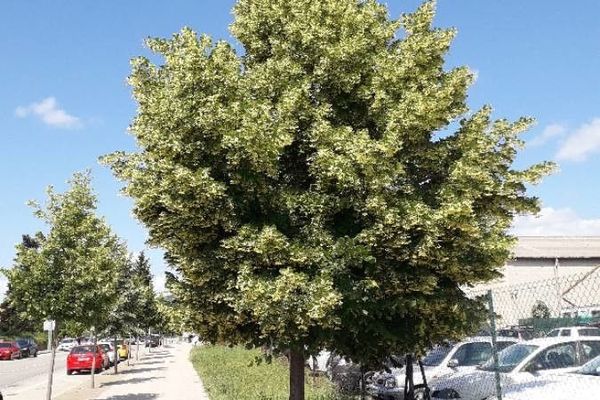 Linden