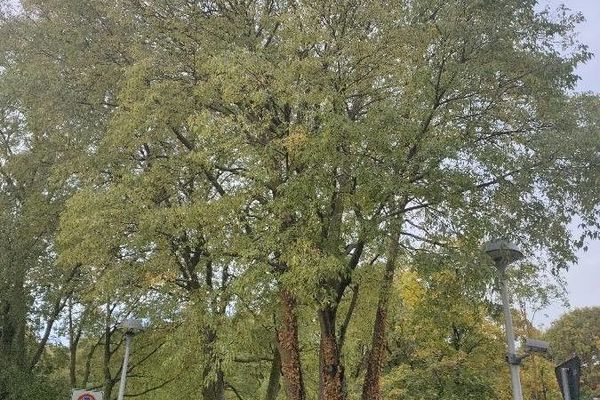 Hungarian silver linden