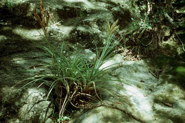 Giant airplant