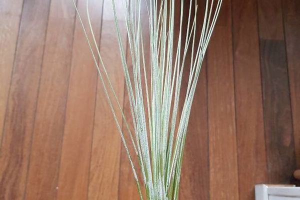 Bartram's airplant