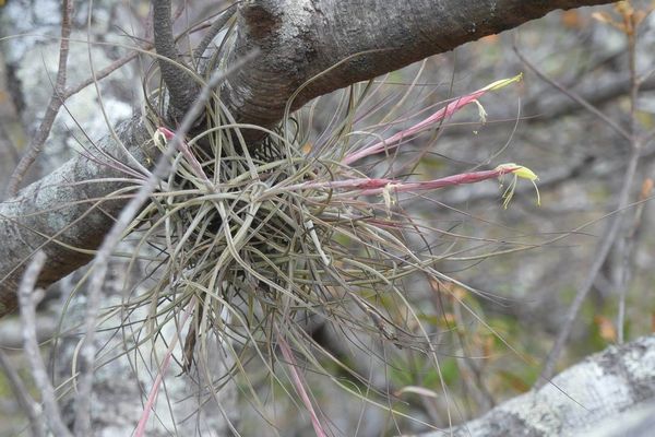 Tillandsia schiedeana