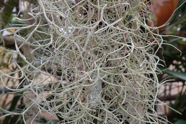 Spanish-moss