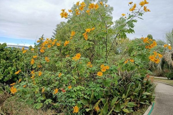 Mexican sunflower