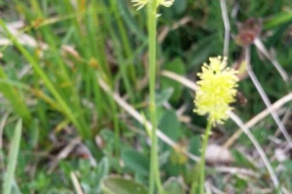 German-asphodel