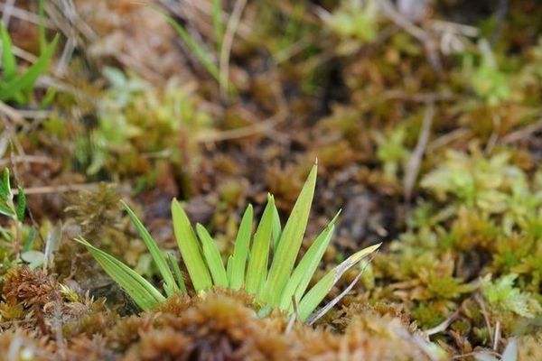 Scottish false asphodel