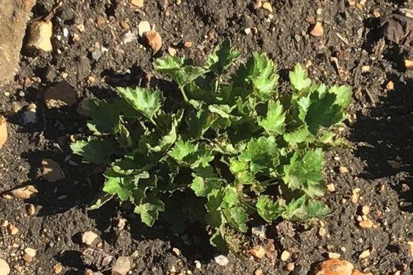Pick-a-back-plant