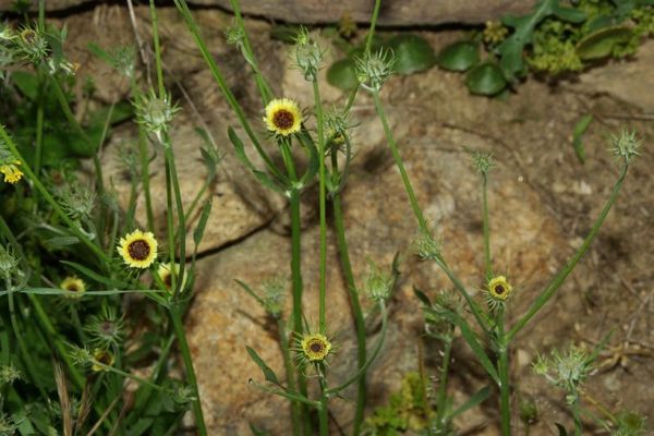 European umbrella milkwort