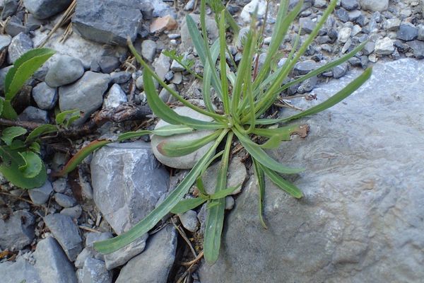 Tolpis staticifolia