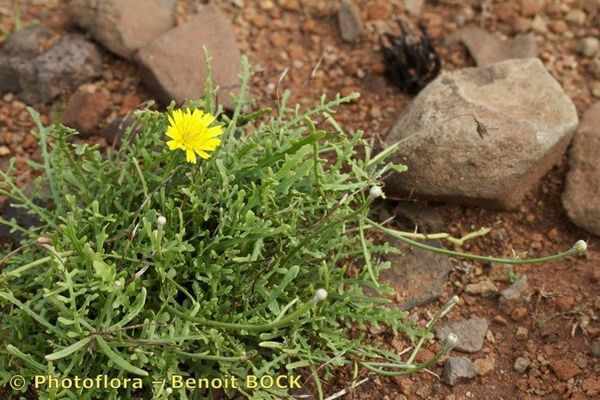 Tolpis succulenta
