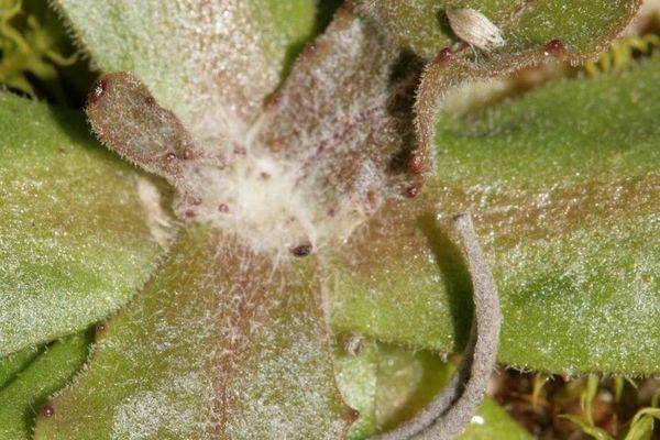 Umbrella milkwort