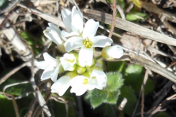 Wedgeleaf draba