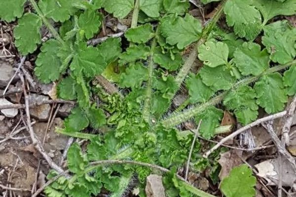 Mediterranean hartwort