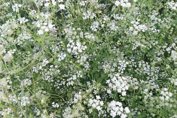 Spreading hedge-parsley
