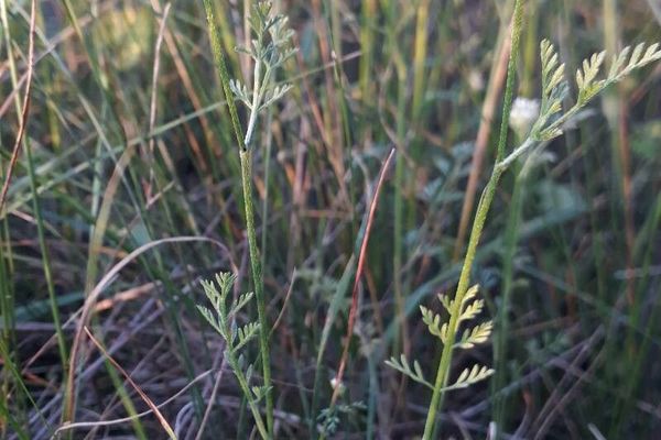 Bristlefruit hedgeparsley