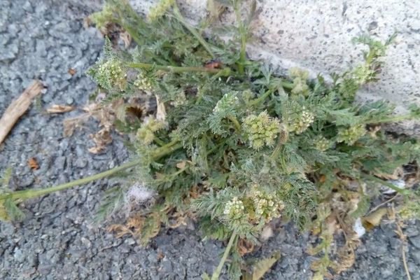 Hedge-parsley