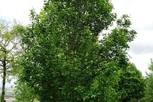 Checkertree