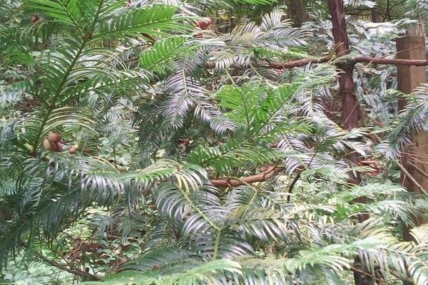 Japanese torreya