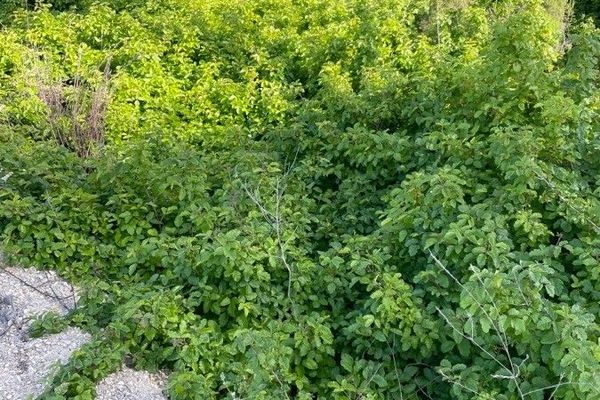 Pacific poison oak