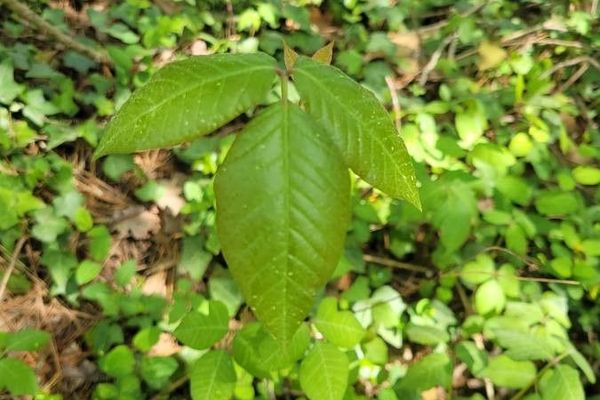Poison-ivy