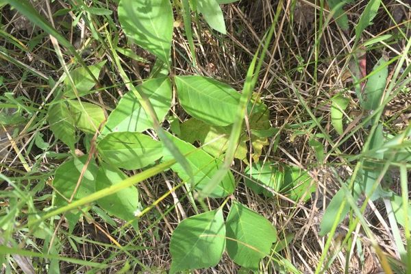 Rydberg's poison-ivy