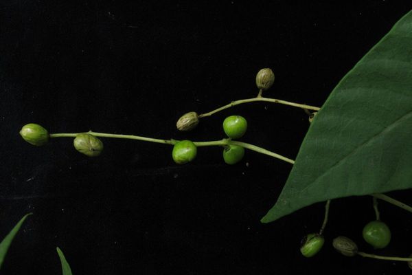Scarlet rhus