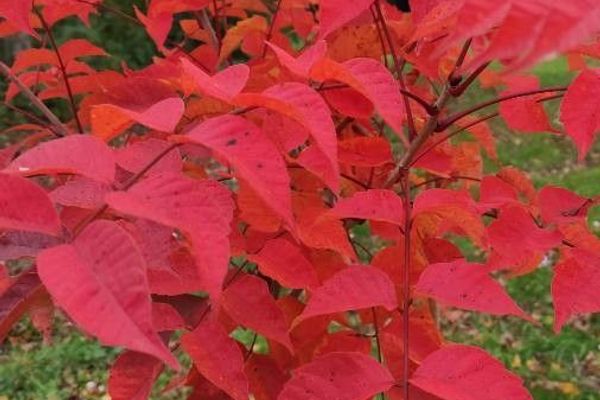 Toxicodendron trichocarpum