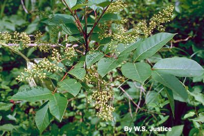 Poison sumac