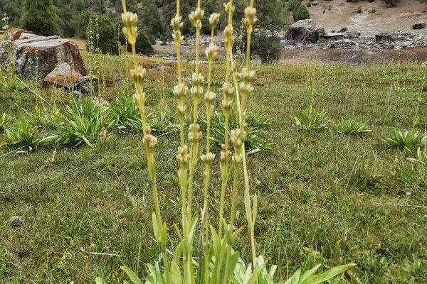 Fremont's death camas