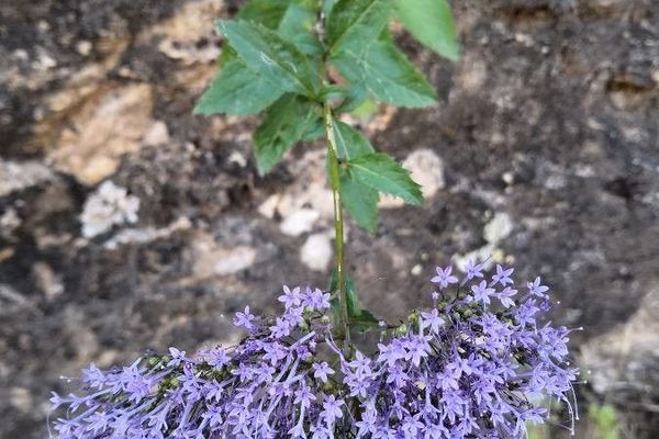 Throatwort