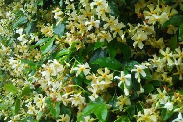 Asian-jasmine