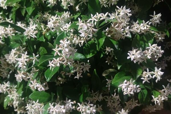Chinese star-jessamine