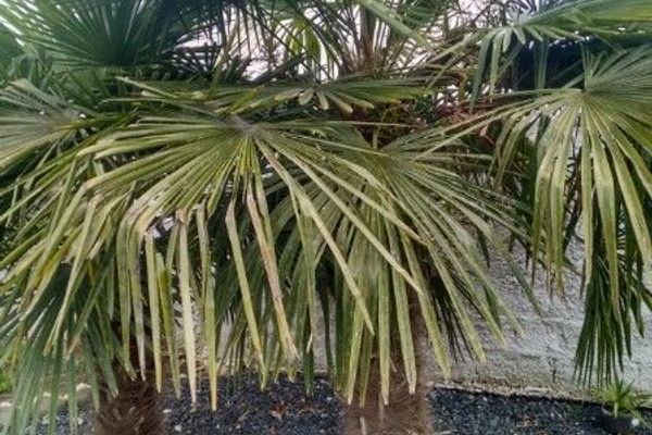 Chinese windmill palm