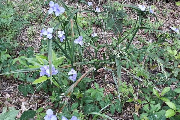 Smooth spiderwort