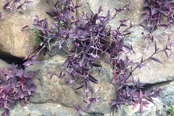 Purple queen