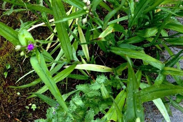White spiderwort