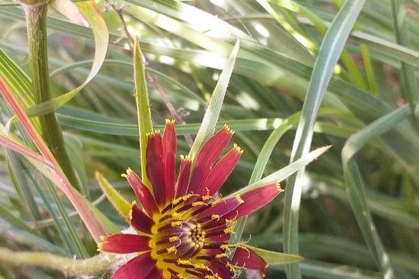 Bronze-flowered goat's-beard