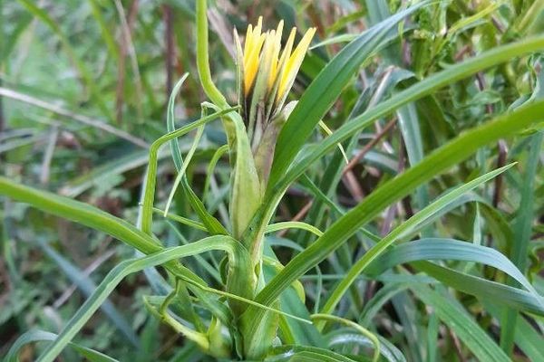 Yellow salsify