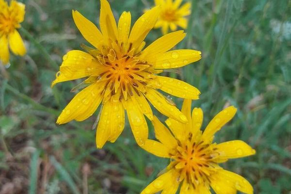 Tragopogon orientalis