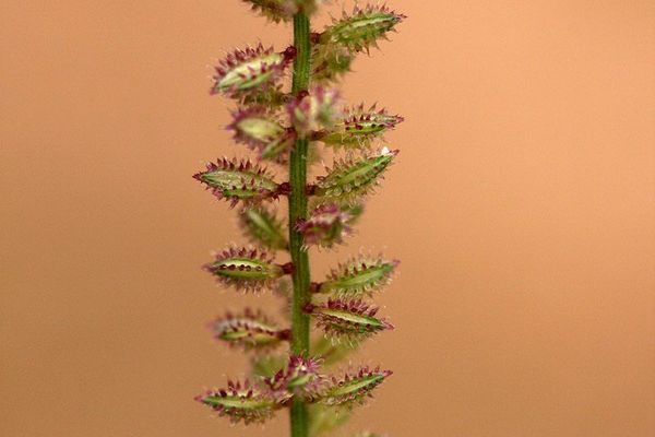 African bur grass