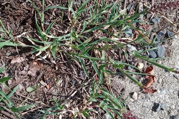 European bur grass
