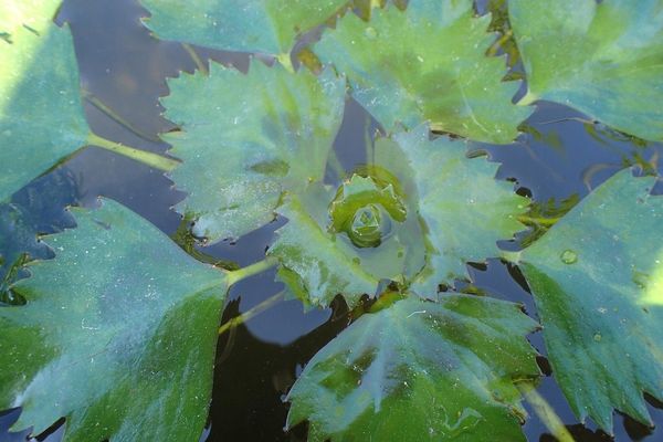 Water-chestnut