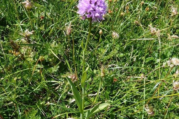 Globe orchid