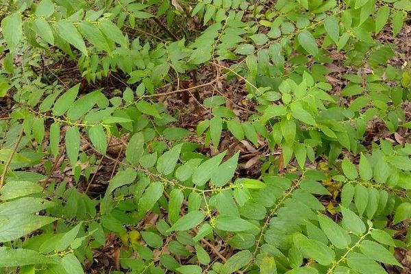 Peach-leaf-poisonbush