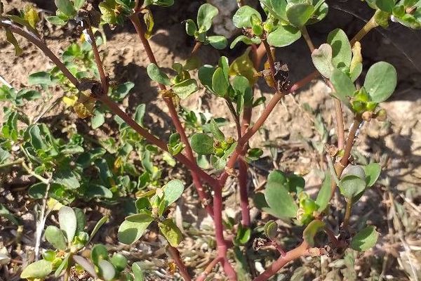 Black-pigweed